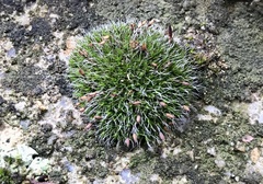 Grimmia