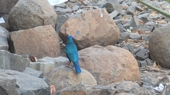 Lamprotornis chalybaeus