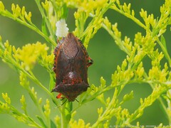 Alcaeorrhynchus grandis