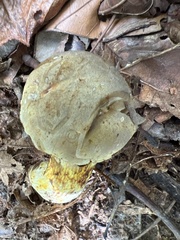 Retiboletus griseus