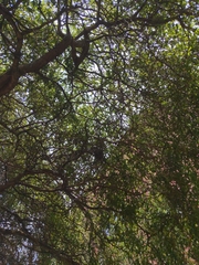 Salix babylonica