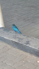 Lamprotornis chalybaeus