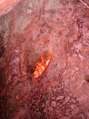 Periplaneta americana