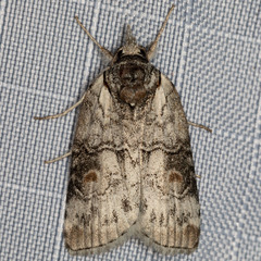 Nycteola