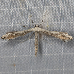 Oidaematophorus grisescens