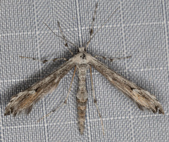 Oidaematophorus grisescens