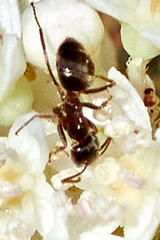 Lasiini