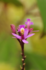 Epidendrum secundum