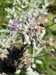 Salvia leucophylla