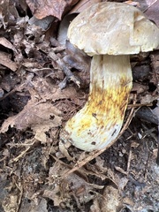 Retiboletus griseus