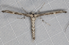 Oidaematophorus grisescens