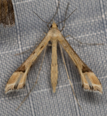 Paraplatyptilia fragilis