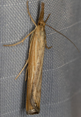 Pediasia dorsipunctellus