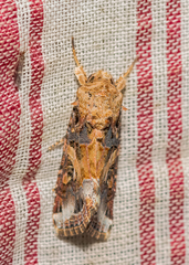 Spodoptera ornithogalli