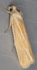 Pelochrista caniceps