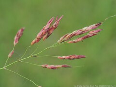 Sorghum halepense