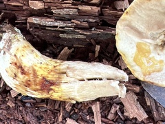 Retiboletus griseus