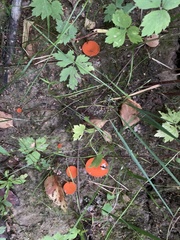 Fungi