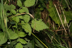 Chrysolinina