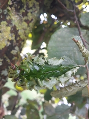 Aculops macrotrichus