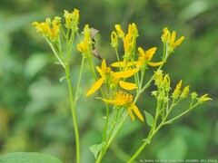 Verbesina occidentalis