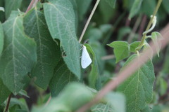 Leuculodes lacteolaria