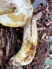 Retiboletus griseus