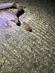 Agkistrodon contortrix