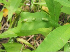 Neolasioptera vernoniae