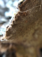 Phellinus chrysoloma