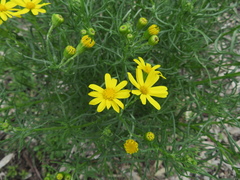 Senecio pinnatifolius