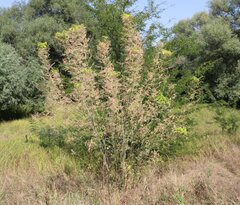 Hyphantria cunea