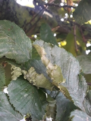 Aculops macrotrichus