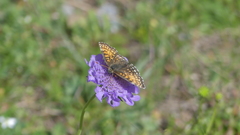 Melitaea