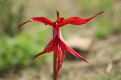 Sprekelia formosissima