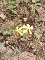 Lyperia tristis