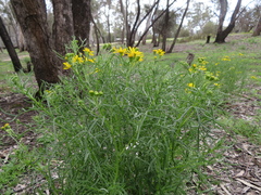 Senecio pinnatifolius