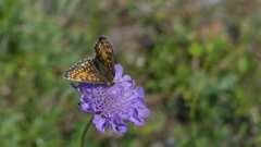Melitaea