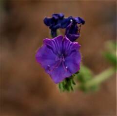 Echium