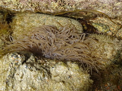 Anemonia viridis