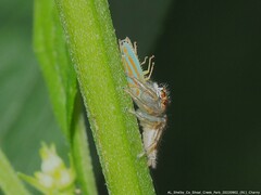 Graphocephala versuta