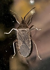 Anasa tristis