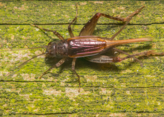 Allonemobius fasciatus
