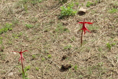 Sprekelia formosissima