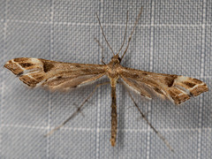 Platyptilia carduidactylus