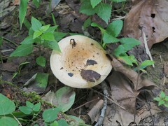 Lactarius psammicola