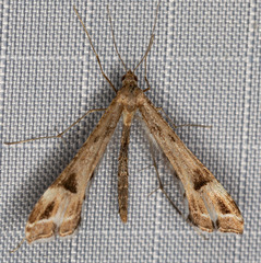 Platyptilia carduidactylus