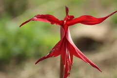 Sprekelia formosissima