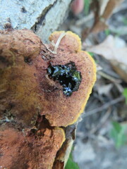 Hapalopilus rutilans