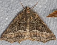 Prochoerodes amplicineraria